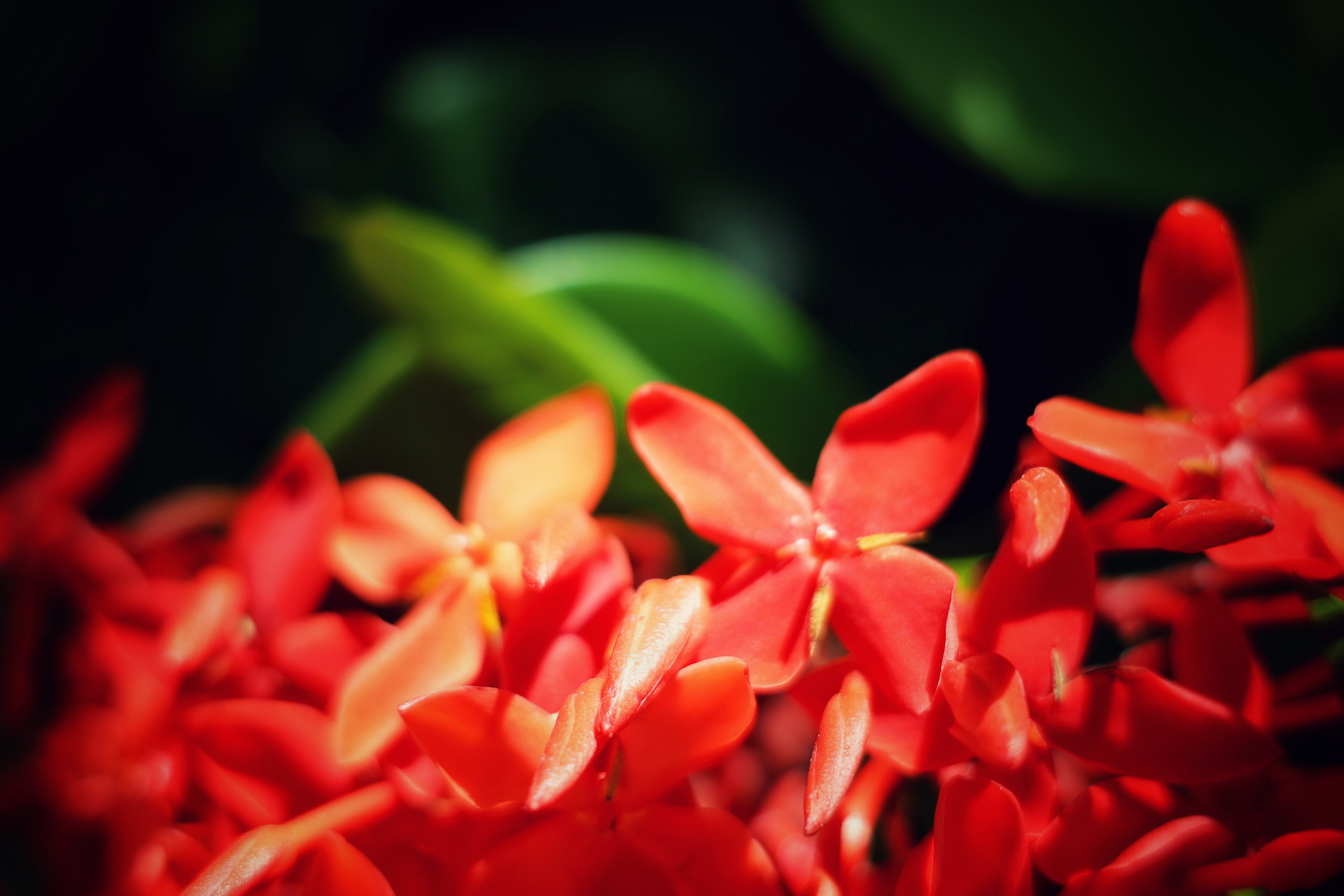 Red Tropical Flowers