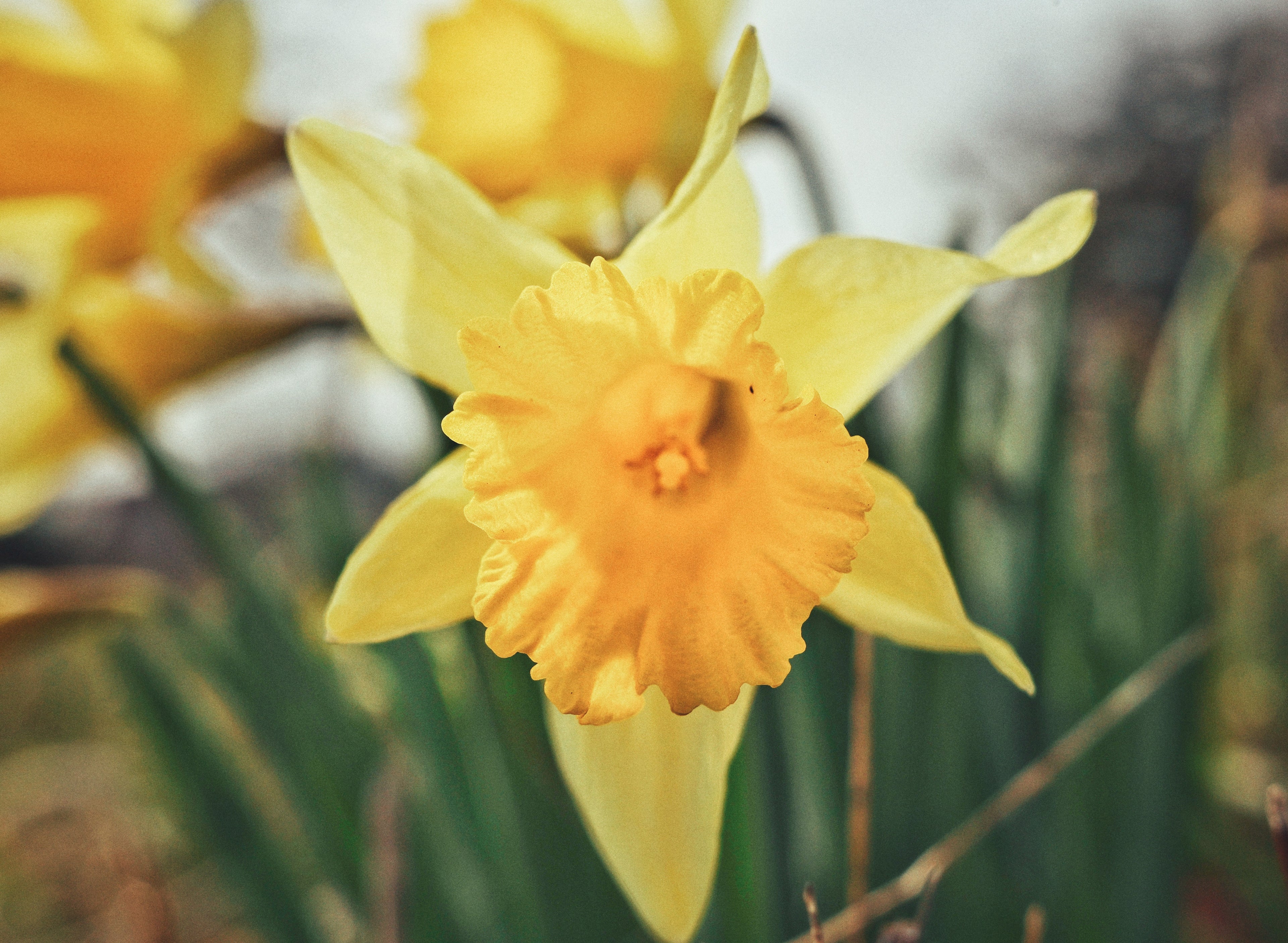 Daffodil