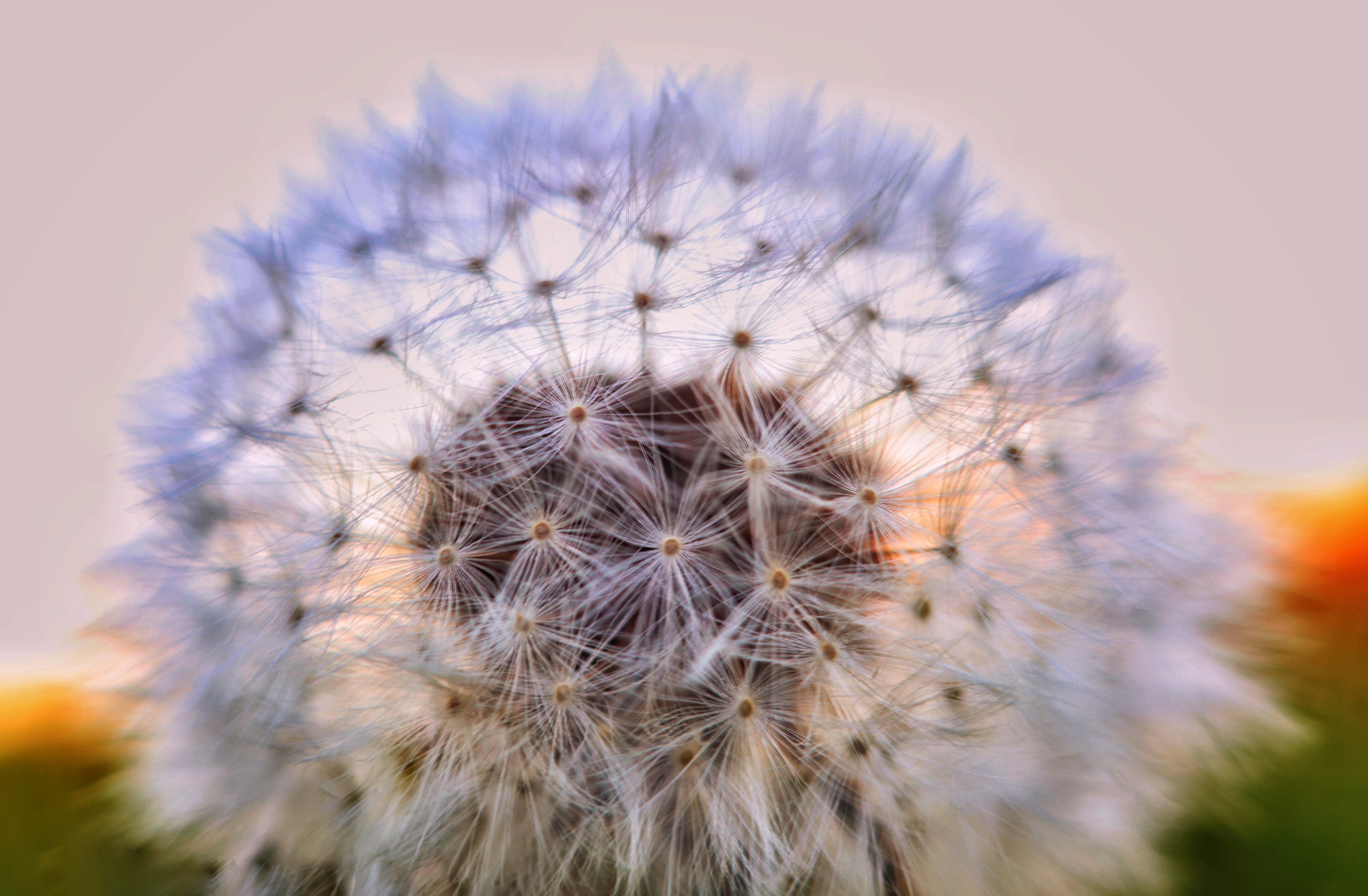 Dandelion Seeds Close Up