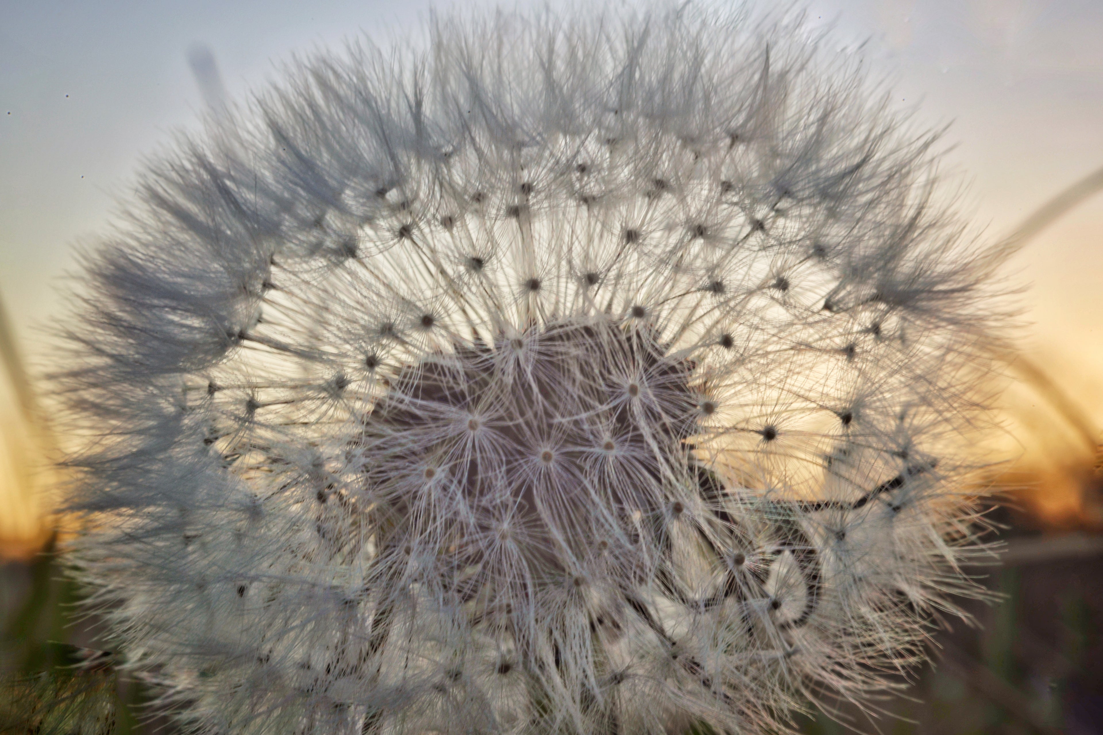 Dandelion Wish Close Up