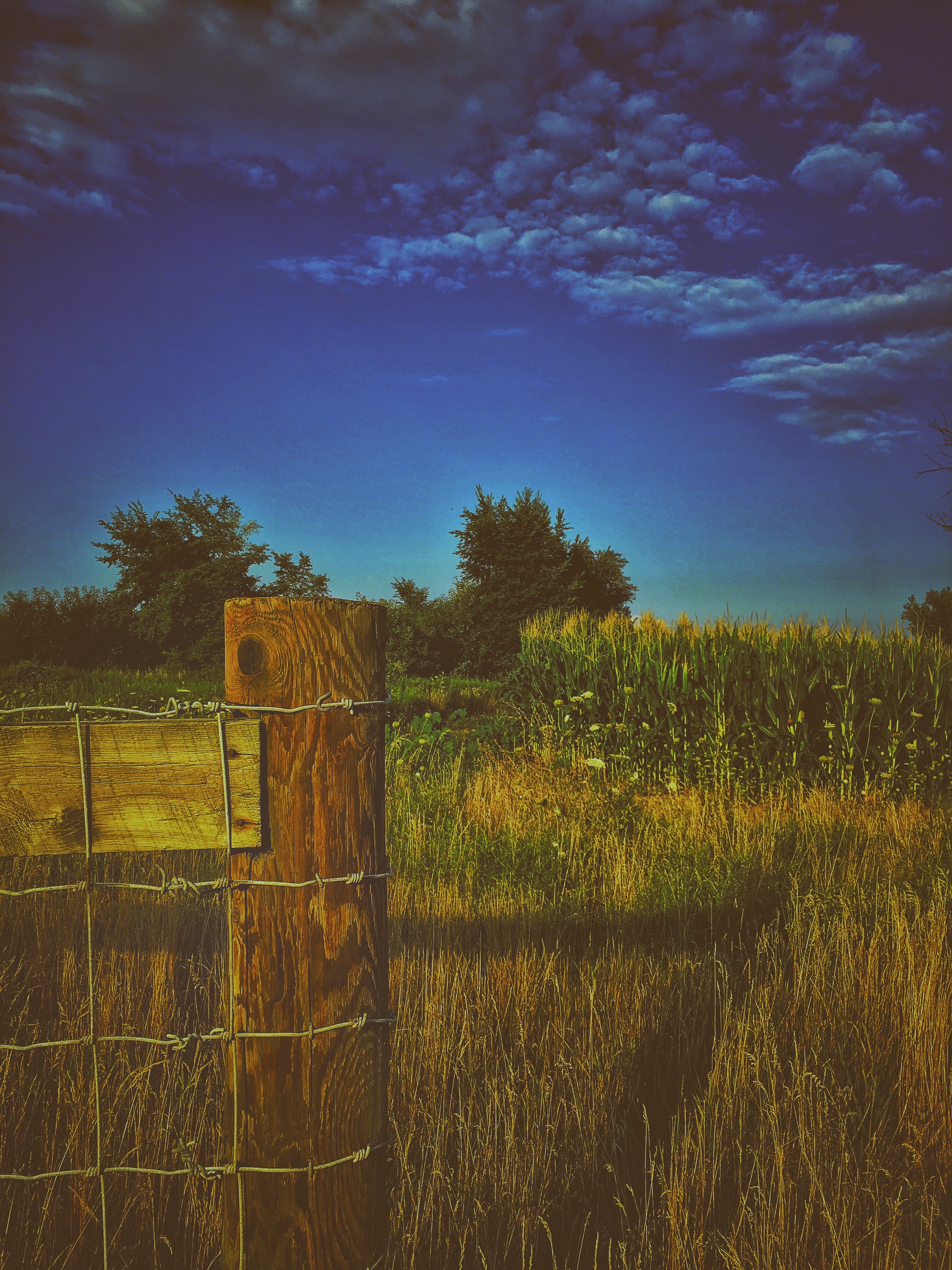 Fence Post and Field