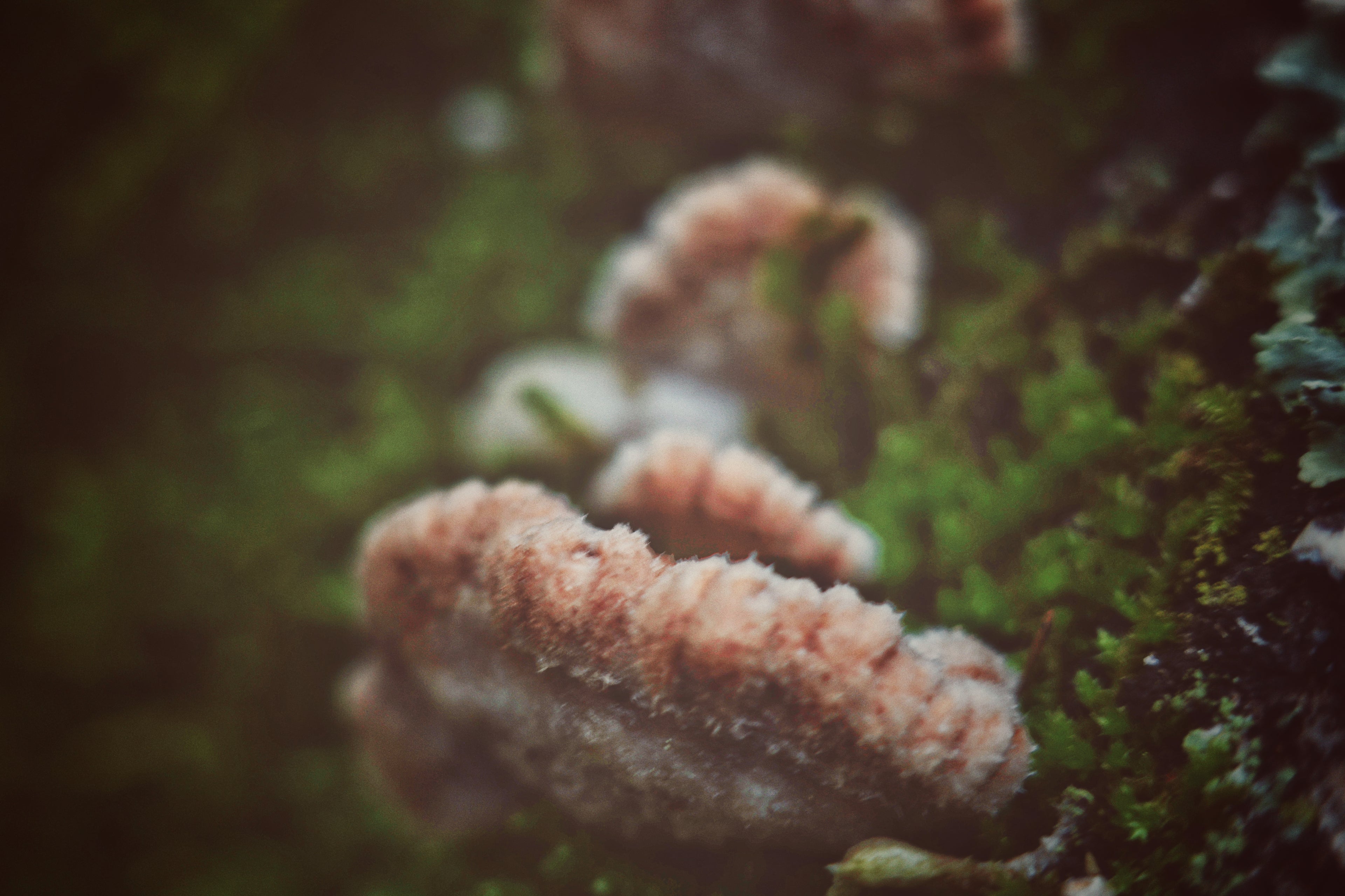 Fungi Close Up