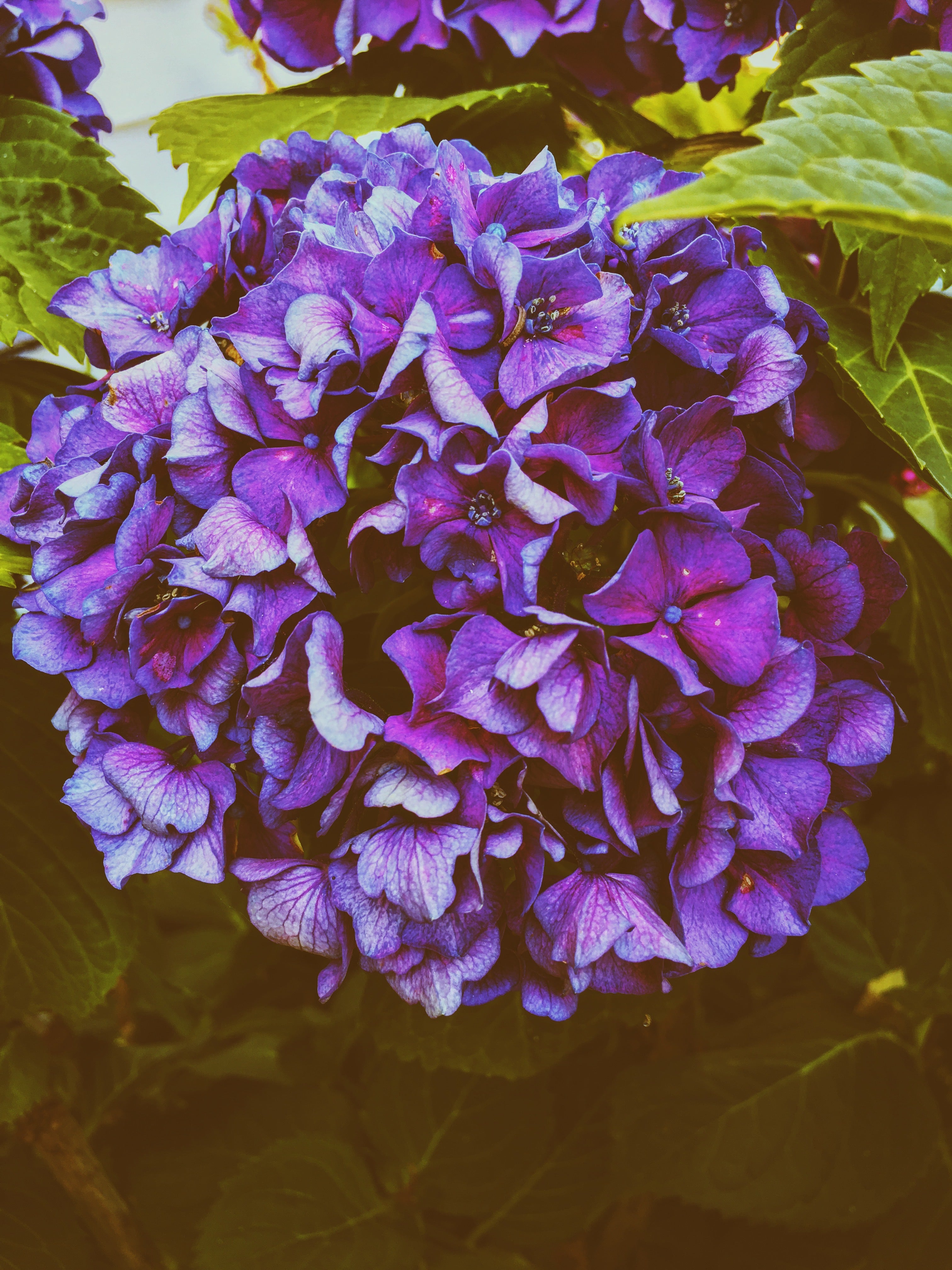 Purple Hydrangea