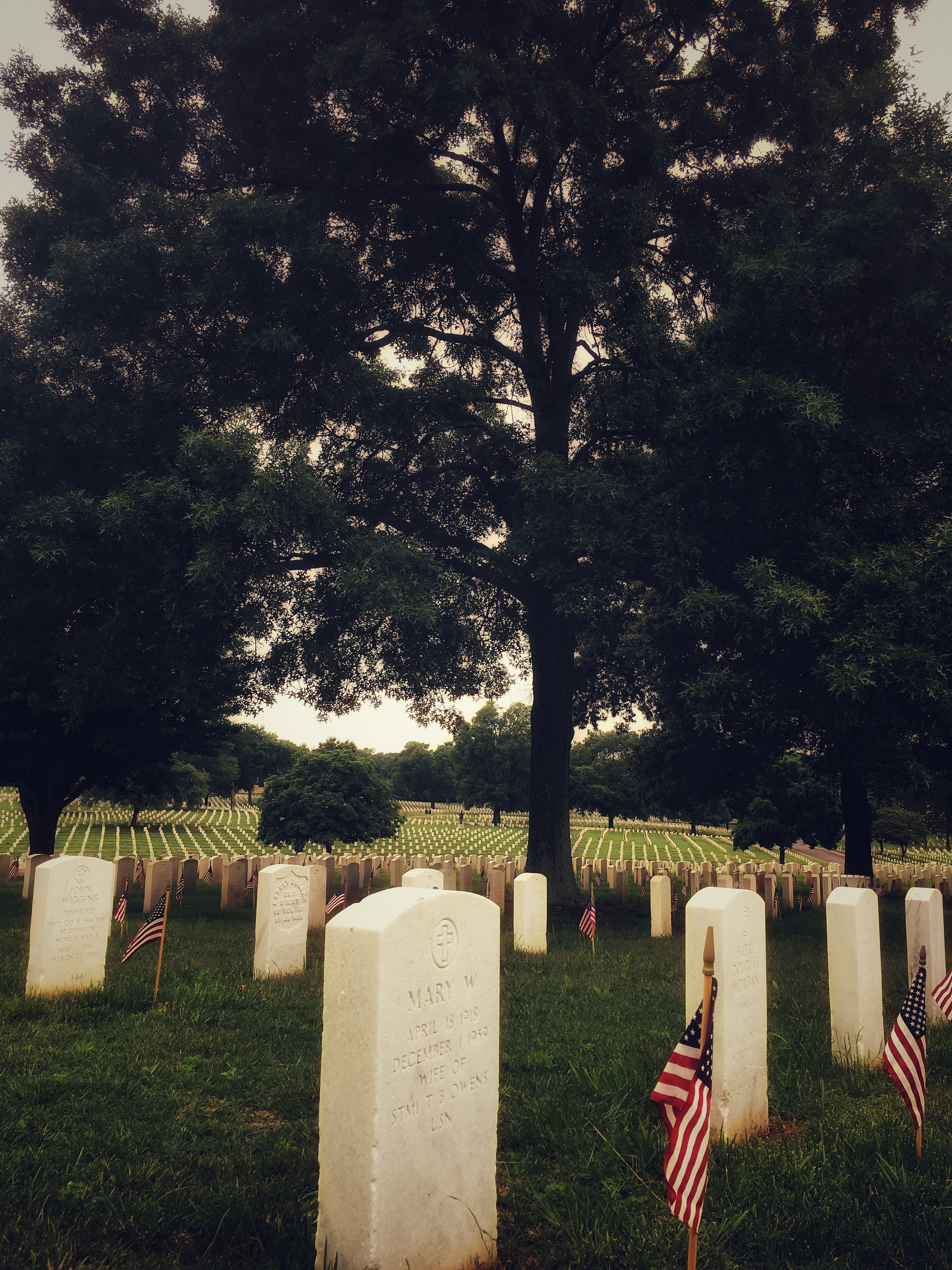 Memorial Day with Tree