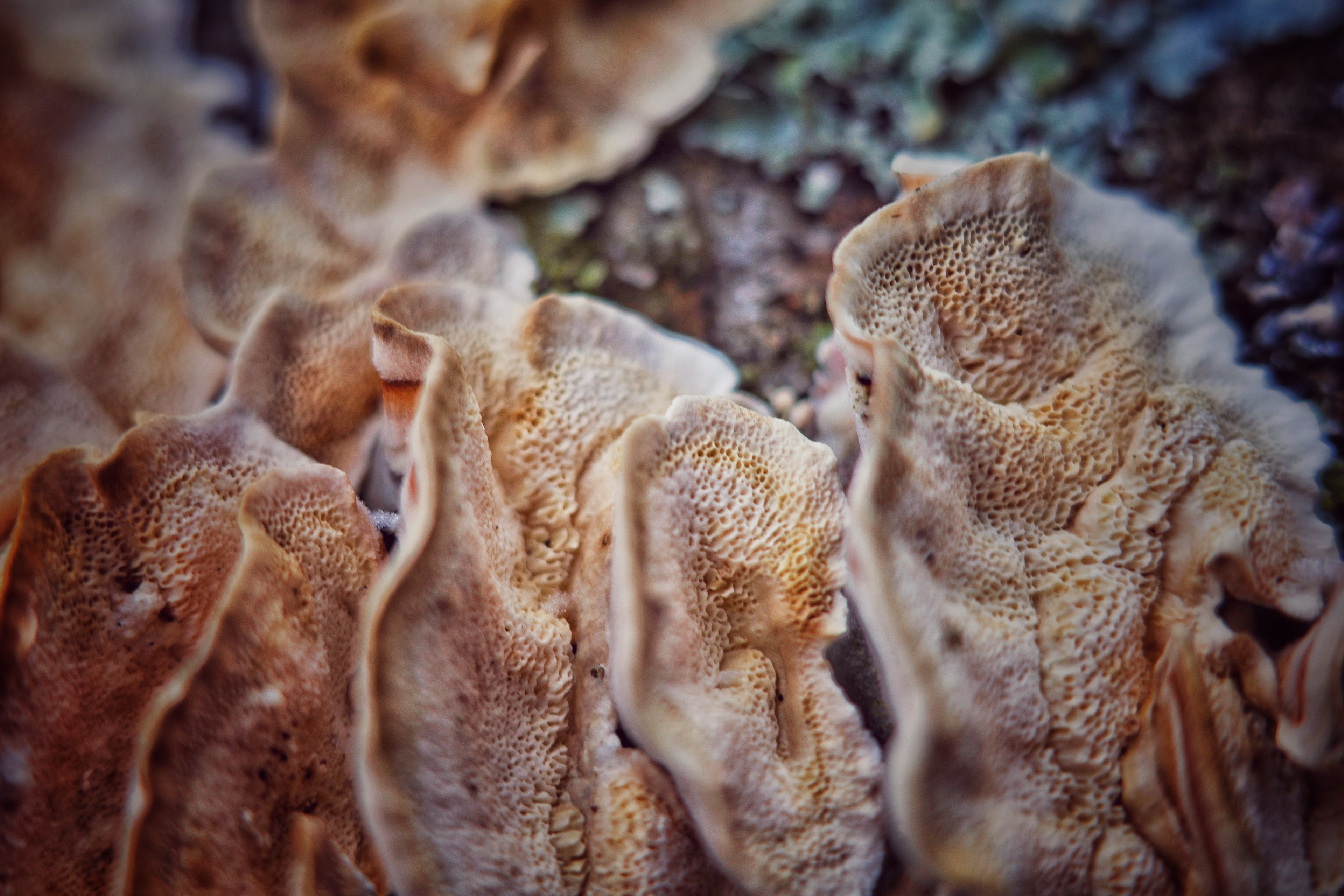 Porous Fungi Close Up