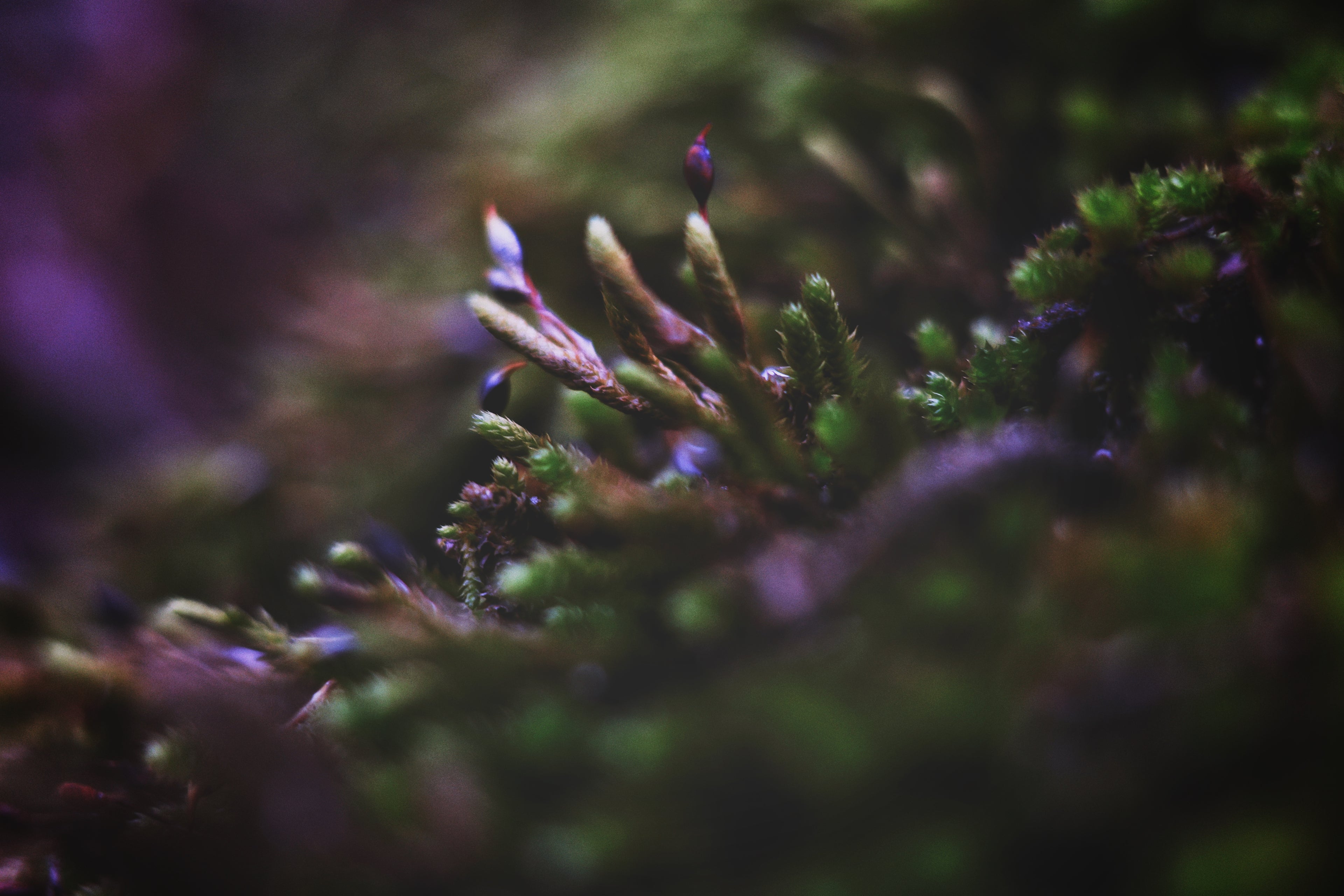 Moss Close Up