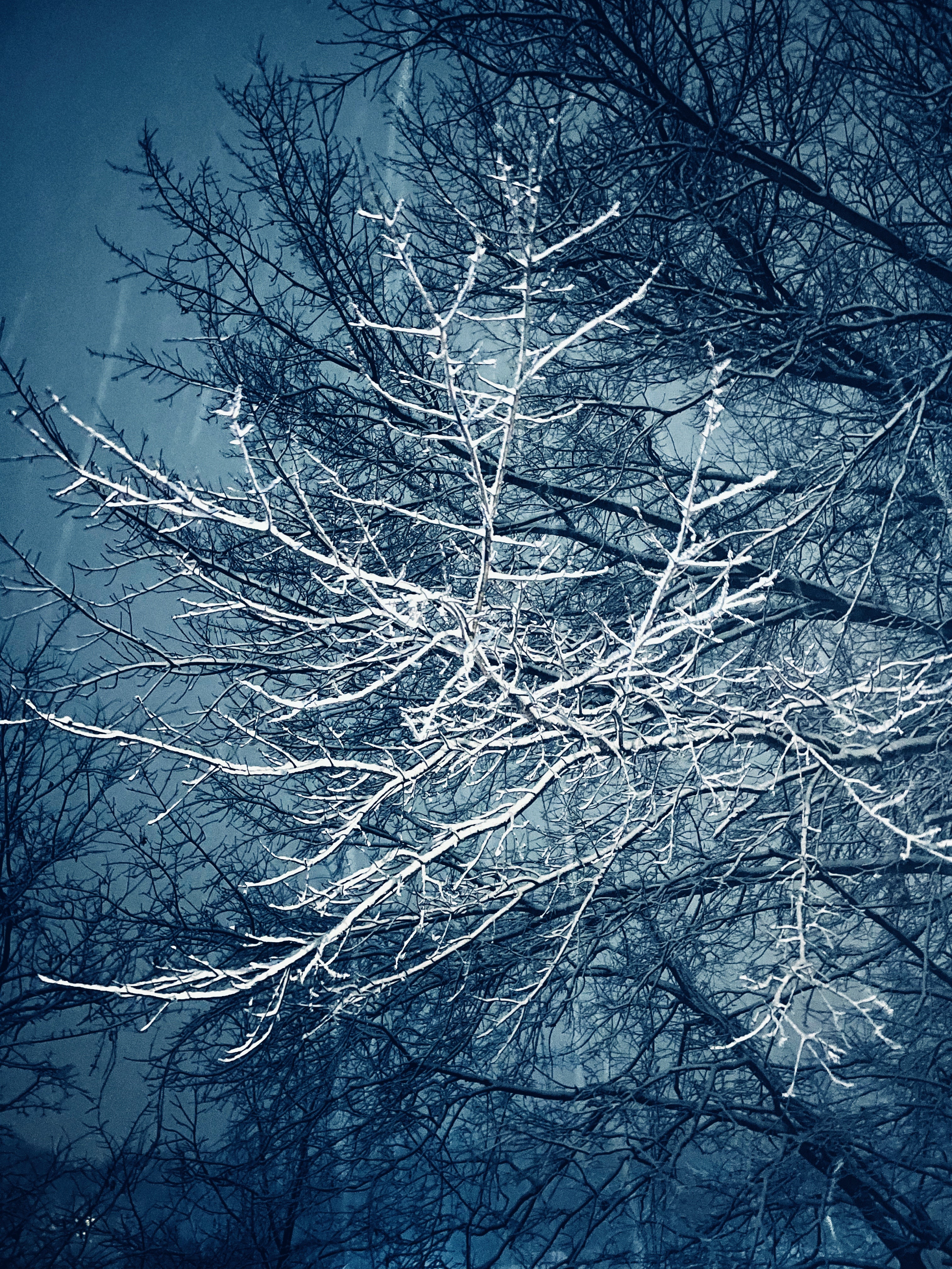 Snow on Tree Branch