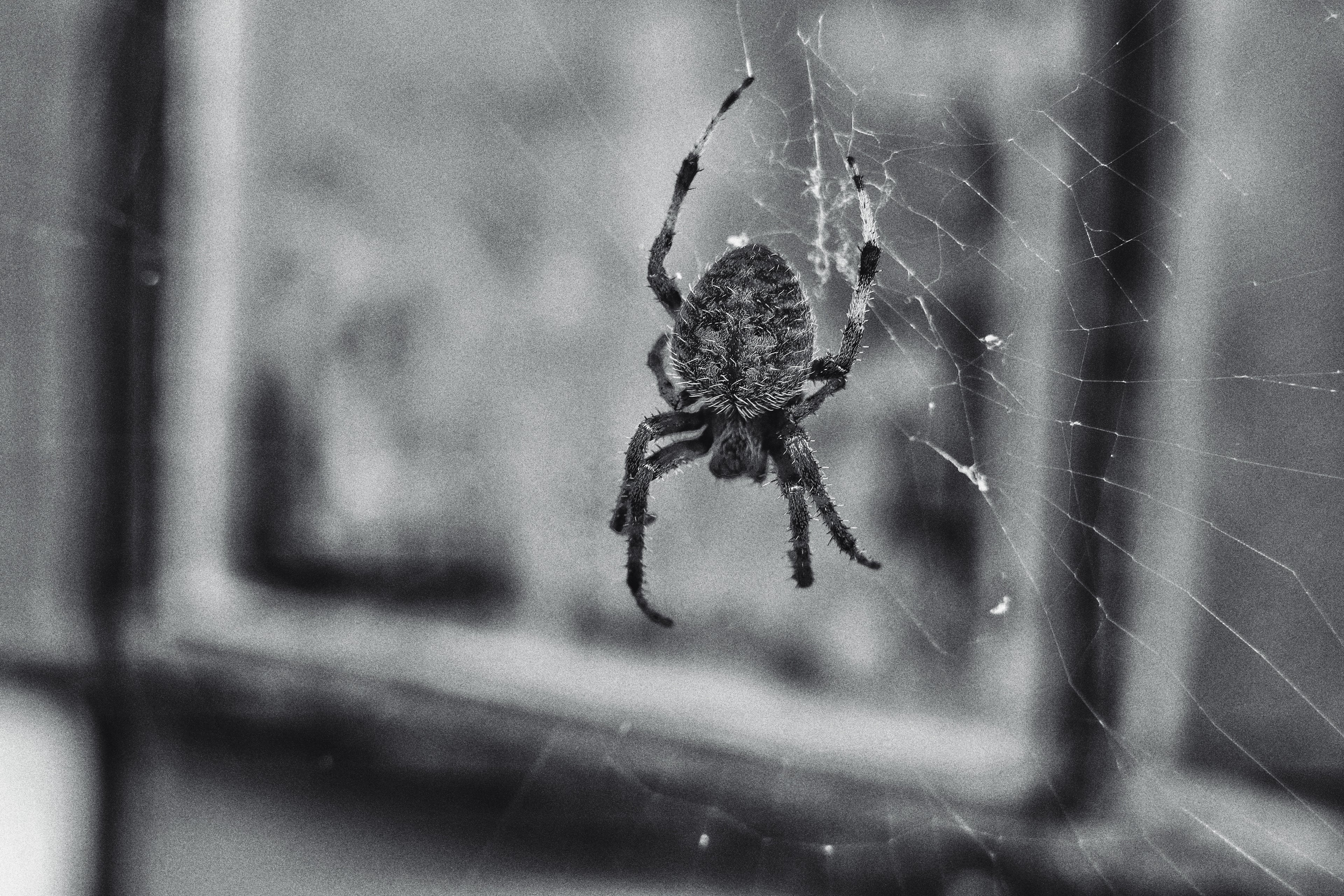 Spider Up Close Noir