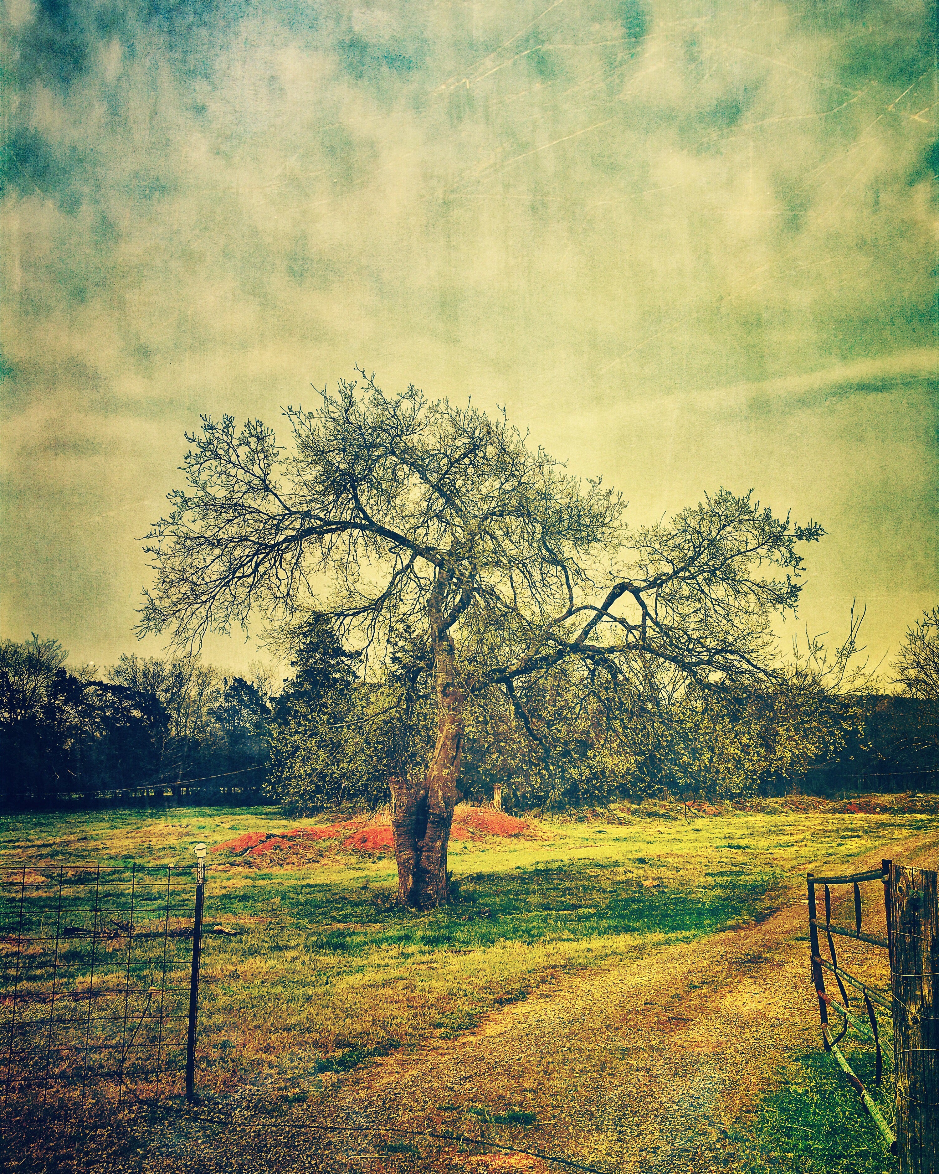 Tree in a Field